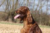 SETTER IRLANDAIS 387